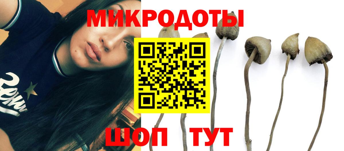 Псилоцибиновые грибы Psilocybine cubensis Лесной
